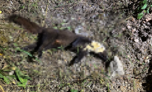 Orrore a Sorso, furetto trovato impiccato in una campagna