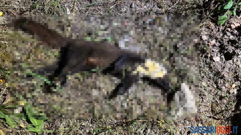 Orrore a Sorso, furetto trovato impiccato in una campagna