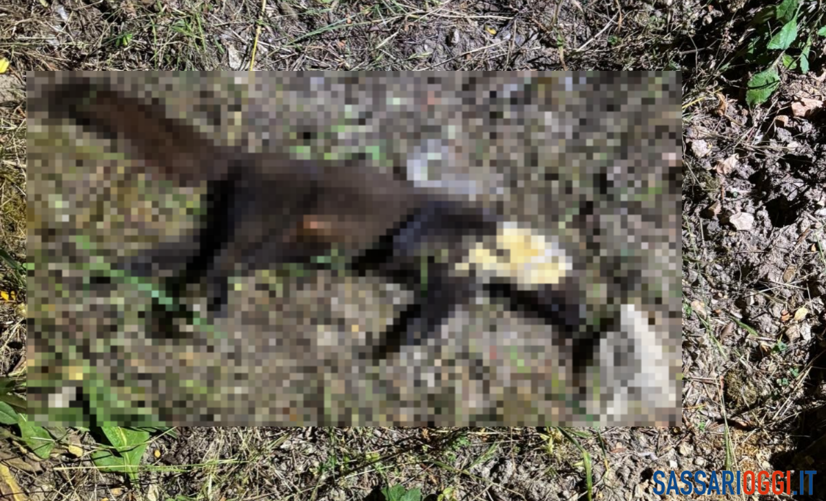 Orrore a Sorso, furetto trovato impiccato in una campagna