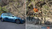 Si spezzano i rami dell'albero, danneggiata un'auto a Sorso