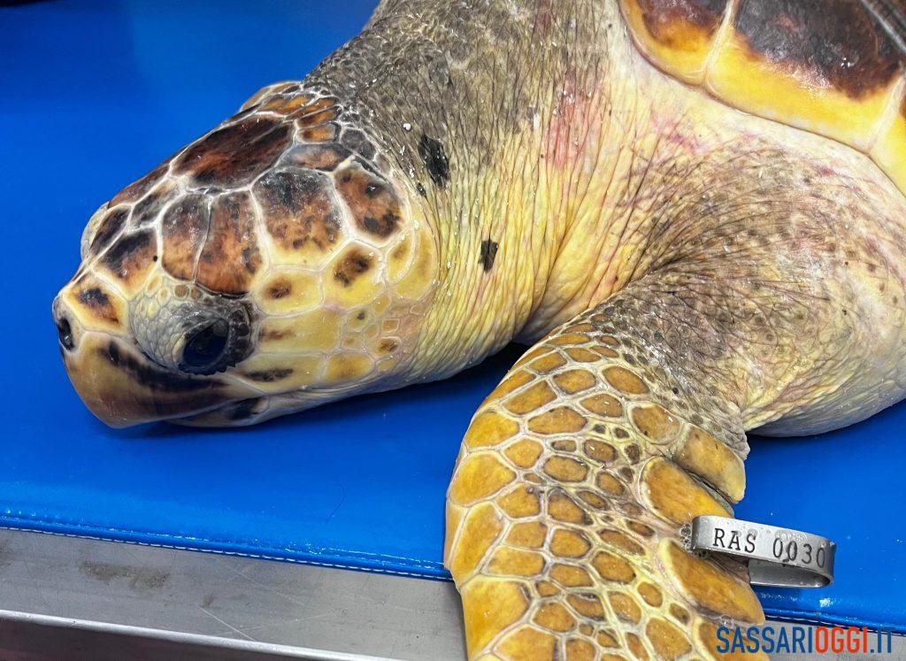 Tartaruga salvata dall'Asinara, pronto il ritorno in mare