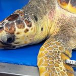 Tartaruga salvata dall'Asinara, pronto il ritorno in mare