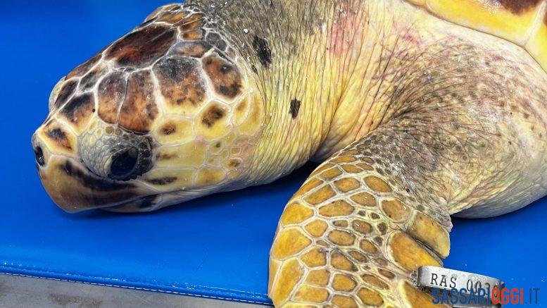 Tartaruga salvata dall'Asinara, pronto il ritorno in mare