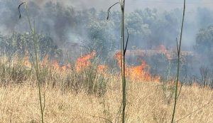 Fiamme nelle campagne di Sassari, antincendio a lavoro da ore