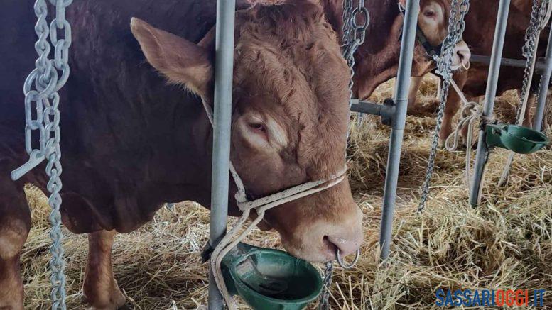 Bovino dermatite muros banco di sardegna