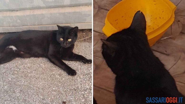 Pippi è scomparsa a Porto Torres, ricompensa di 300 euro per trovarla