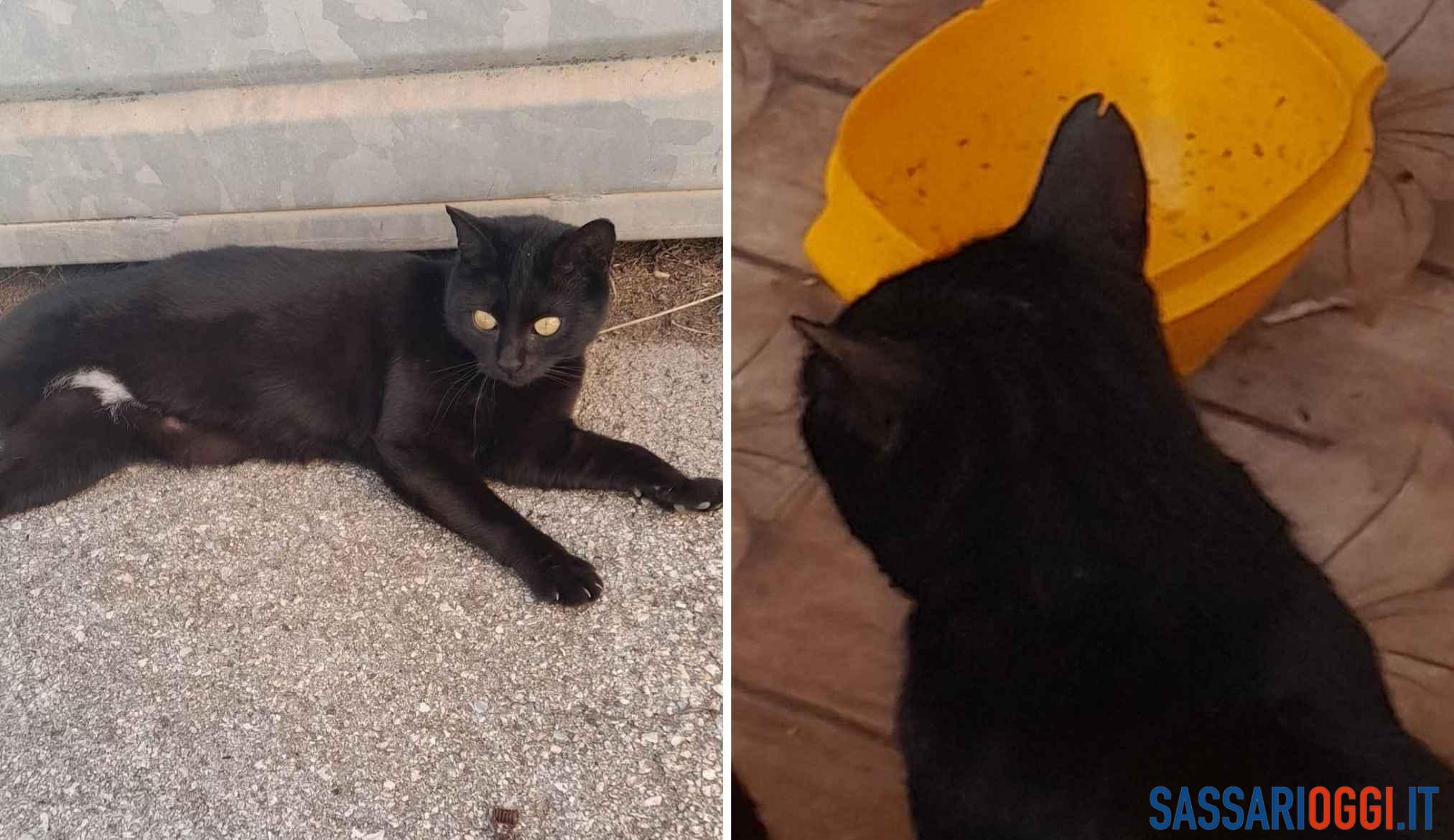 Pippi è scomparsa a Porto Torres, ricompensa di 300 euro per trovarla