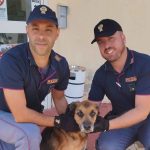 Cane maltrattato salvato a Sassari, denunciato il proprietario