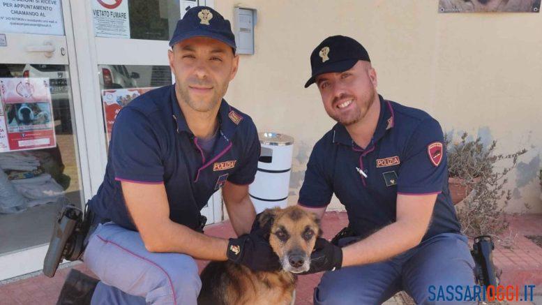 Cane maltrattato salvato a Sassari, denunciato il proprietario