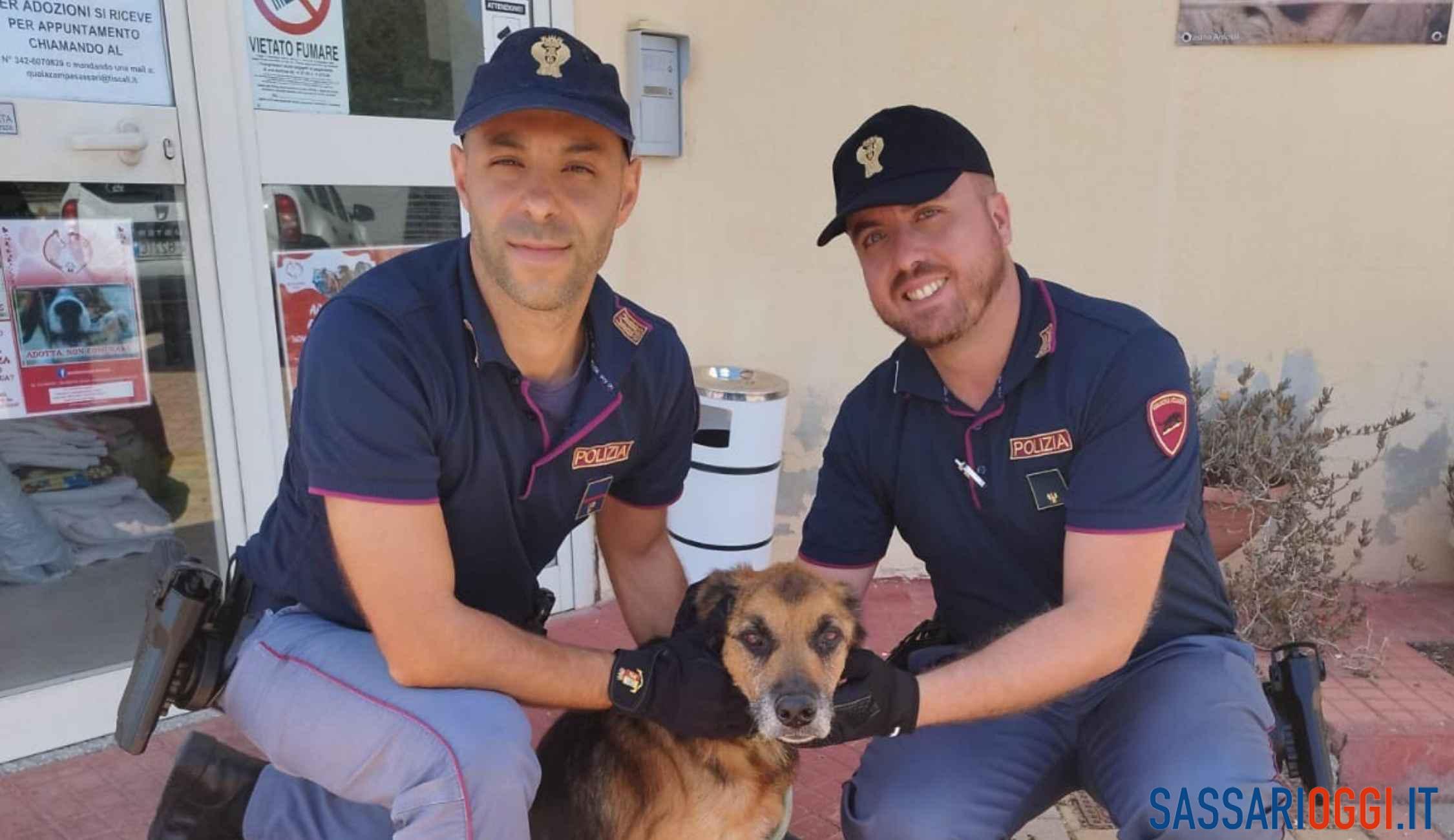Cane maltrattato salvato a Sassari, denunciato il proprietario