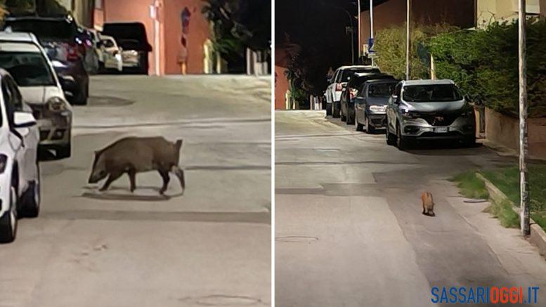 Cinghiali a passeggio per le strade di Sennori, cresce l'allarme