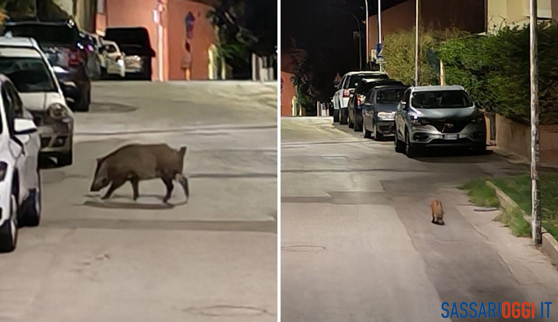 Cinghiali a passeggio per le strade di Sennori, cresce l'allarme