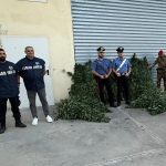 Coltivazione e spaccio di cannabis, arrestato a Bottidda