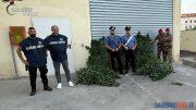 Coltivazione e spaccio di cannabis, arrestato a Bottidda