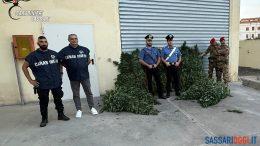 Coltivazione e spaccio di cannabis, arrestato a Bottidda