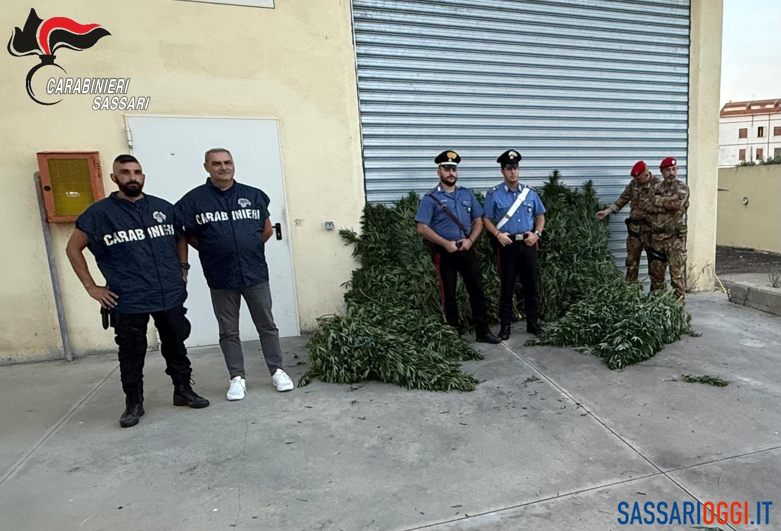 Coltivazione e spaccio di cannabis, arrestato a Bottidda