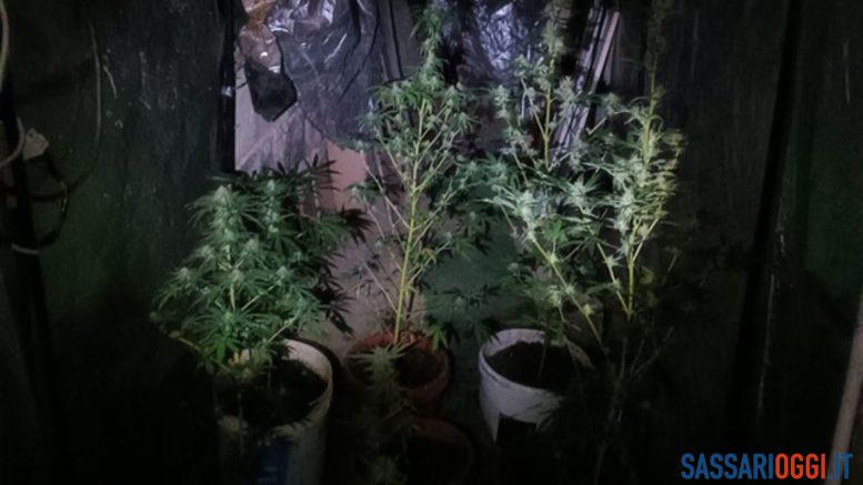 Serra di cannabis scoperta a Sassari, denunciato un uomo