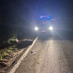 Incidente sulla strada provinciale di Sorso, morti sei cinghiali