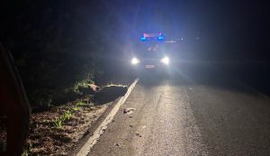 Incidente sulla strada provinciale di Sorso, morti sei cinghiali
