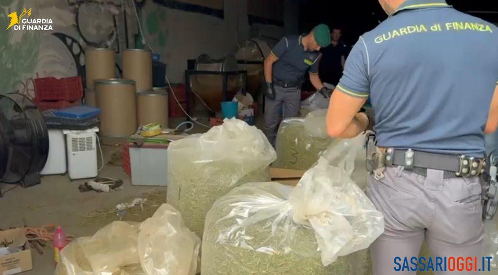 Maxi sequestro di cannabis in azienda agricola del Sassarese