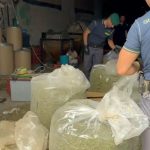 Maxi sequestro di cannabis in azienda agricola del Sassarese