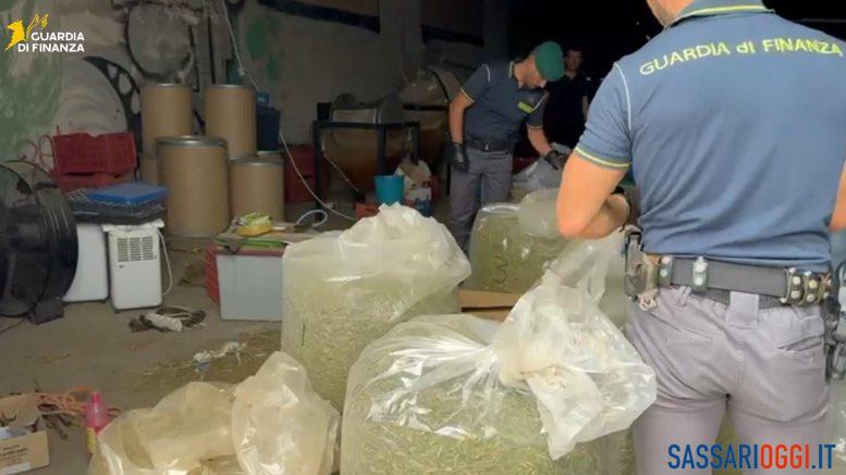 Maxi sequestro di cannabis in azienda agricola del Sassarese