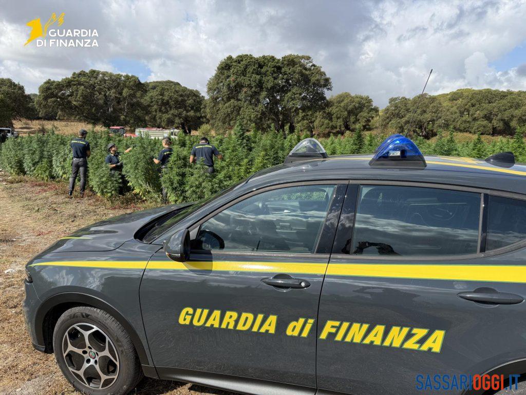 Scoperta maxi piantagione di marijuana nelle campagne di Sedini