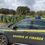 Scoperta maxi piantagione di marijuana nelle campagne di Sedini