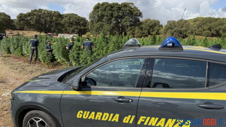 Scoperta maxi piantagione di marijuana nelle campagne di Sedini
