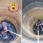 Cane precipita nel pozzo, salvato dai vigili del fuoco a Benetutti