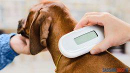 Microchip cani