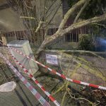 Paura a Sassari, cade un albero a pochi metri dai passanti