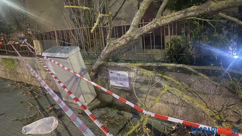 Paura a Sassari, cade un albero a pochi metri dai passanti