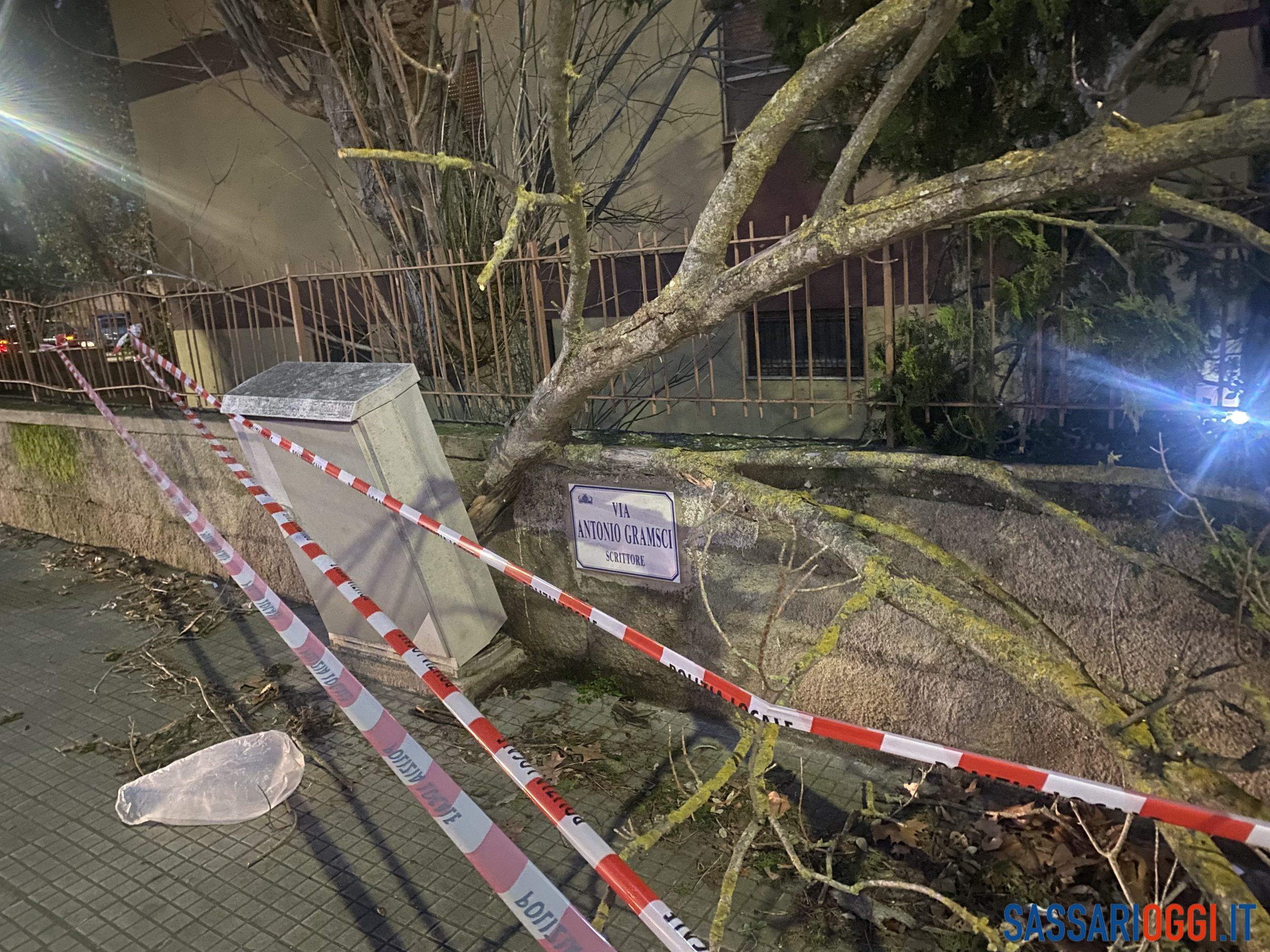 Paura a Sassari, cade un albero a pochi metri dai passanti