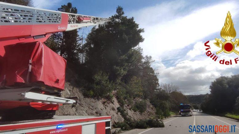 Cade un pino sulla strada Sassari-Ittiri, disagi al traffico