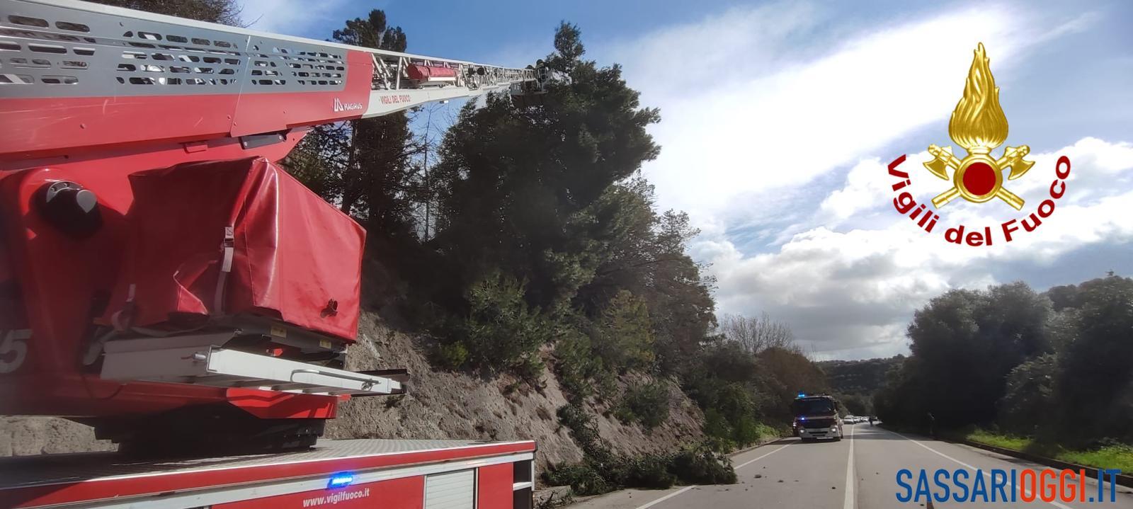 Cade un pino sulla strada Sassari-Ittiri, disagi al traffico