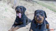 Rottweiler
