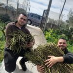 A Ozieri una raccolta record di asparagi selvatici