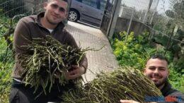 A Ozieri una raccolta record di asparagi selvatici