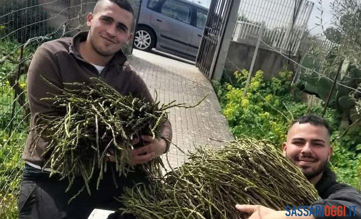A Ozieri una raccolta record di asparagi selvatici