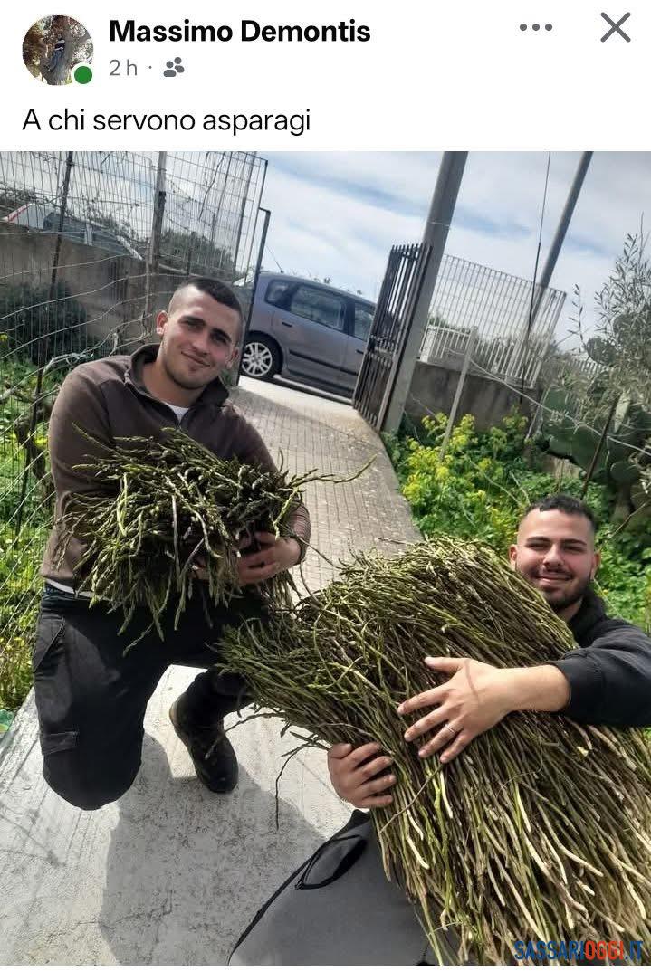 A Ozieri una raccolta record di asparagi selvatici