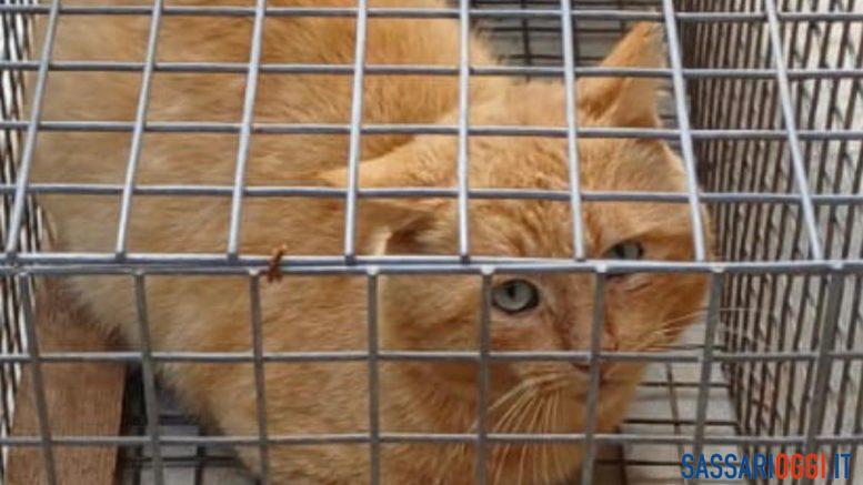 Maltrattamento di animali, denunciato un uomo a Sassari