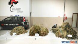 canapa ittiri carabinieri