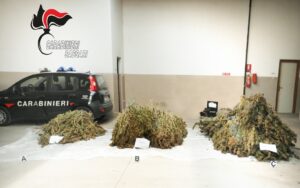 canapa ittiri carabinieri