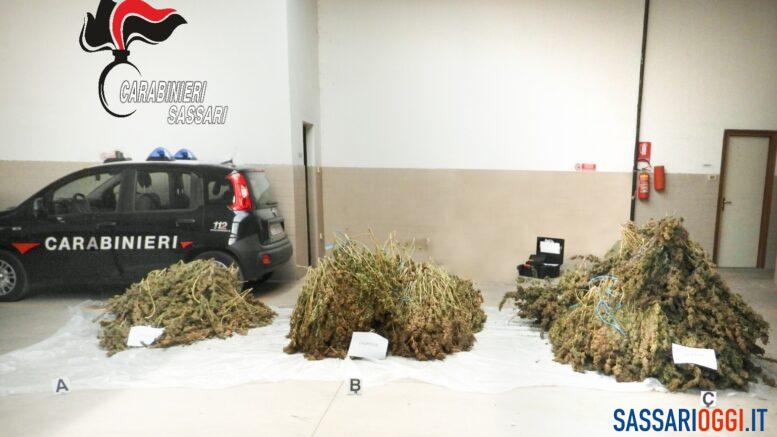 canapa ittiri carabinieri