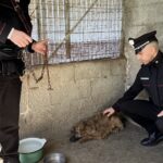 Maltrattamenti cane Ossi