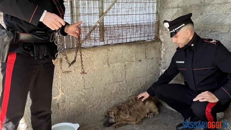 Maltrattamenti cane Ossi