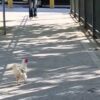 Gallina a passeggio in viale Italia a Sassari