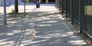 Gallina a passeggio in viale Italia a Sassari