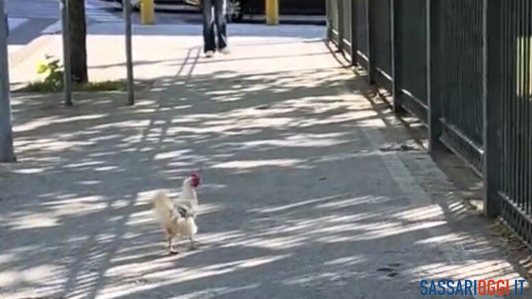 Gallina a passeggio in viale Italia a Sassari